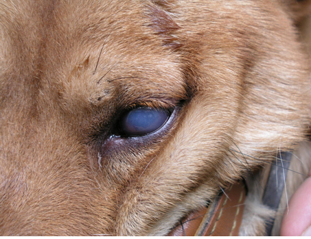 Triệu chứng bênh đục thủy tinh thể ở chó