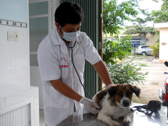 Lựa chọn bác sĩ thú y cho chó