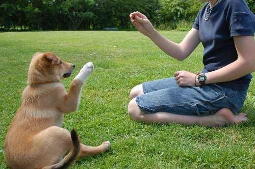 Cách huấn luyện chó đi theo và ngồi đơn giản