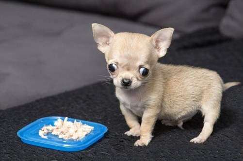 Chó Chihuahua ăn các loại thức ăn gì?