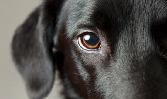 Cách chăm sóc mắt cho chó đúng