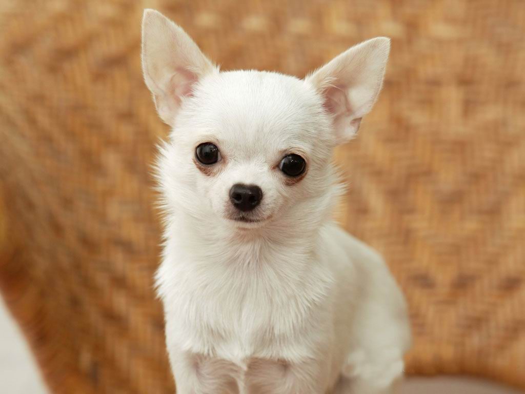 Cách nuôi và chăm sóc chó Chihuahua