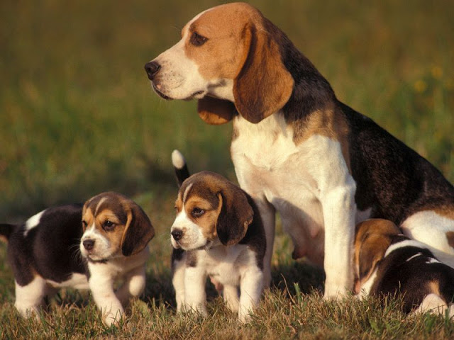 Cách nuôi giống chó Beagle
