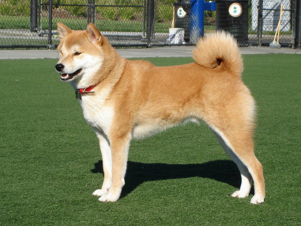 Chó Nhật