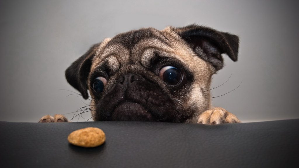 9 loại thức ăn cấm kỵ với chó