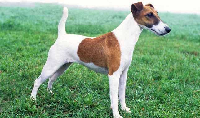 Tìm hiểu giống chó Toy Fox Terrier