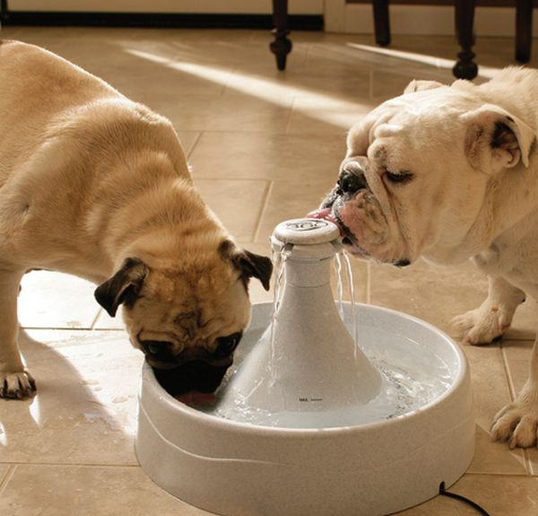 Chó khát nước có thể bị mắc bệnh