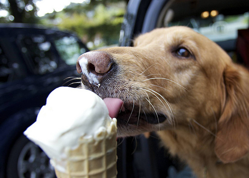 Tại sao không nên cho chó ăn kem