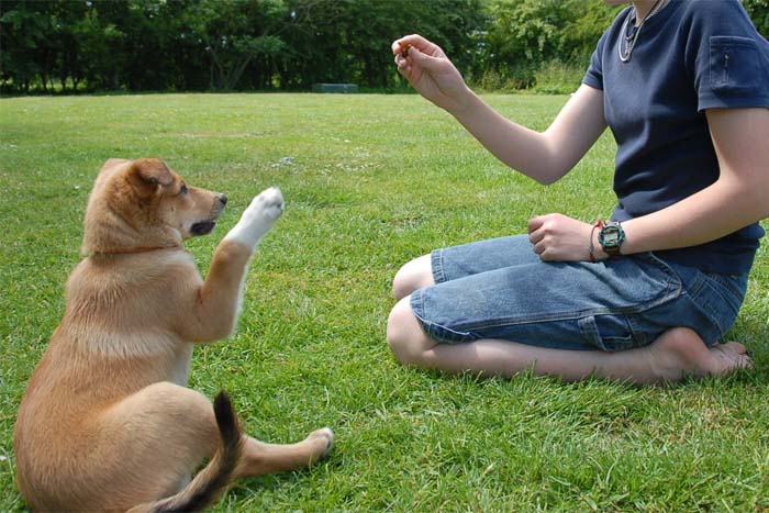 Cách huấn luyện chó cơ bản mọi người nên biết