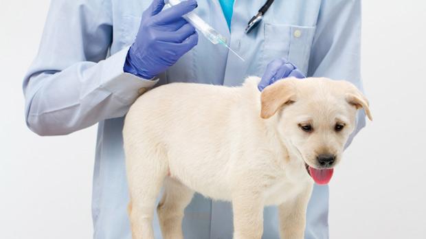 Tiêm vacxin phòng bệnh ở chó