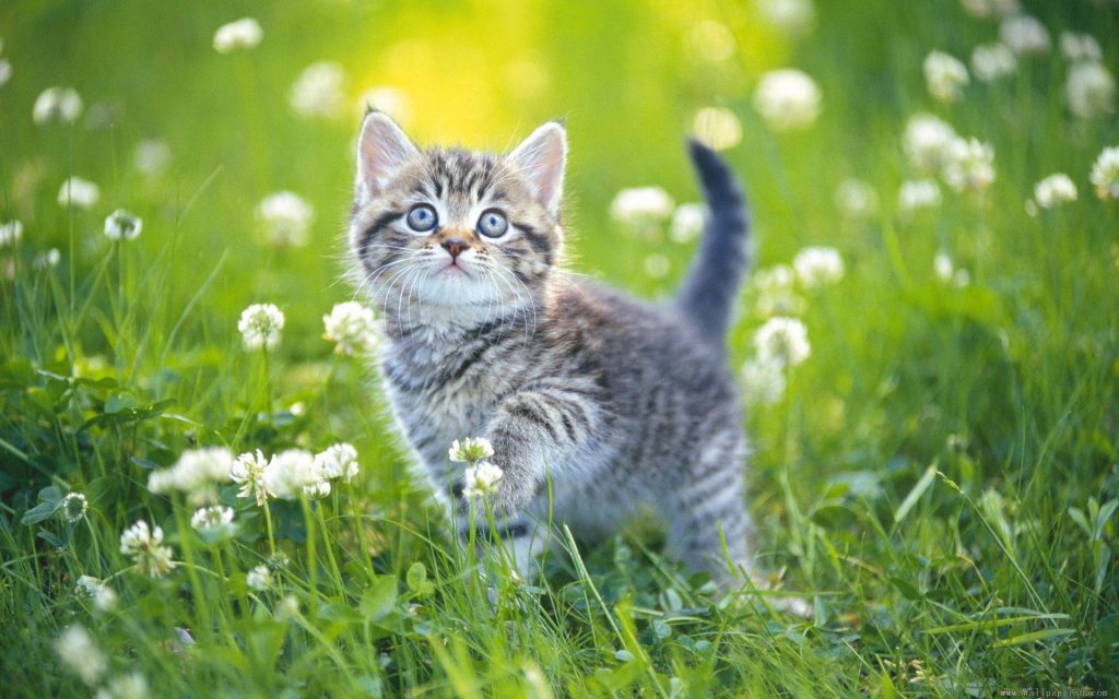[BST] 900 Hình ảnh con mèo cute, đáng yêu cực lầy cực bá đạo