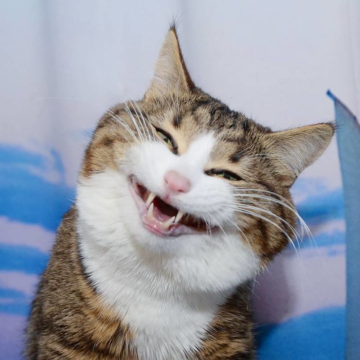 [BST] 900 Hình ảnh con mèo cute, đáng yêu cực lầy cực bá đạo