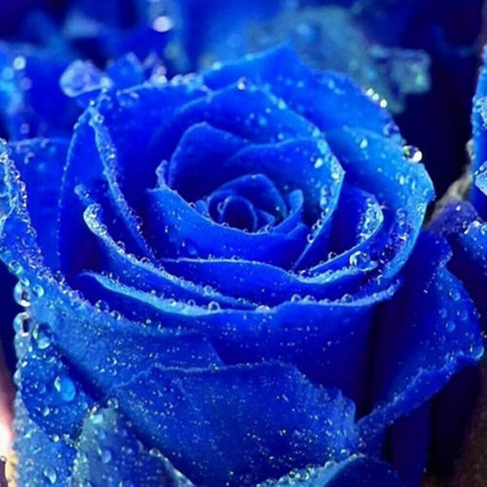 Hình nền hoa hồng xanh tuyệt đẹp