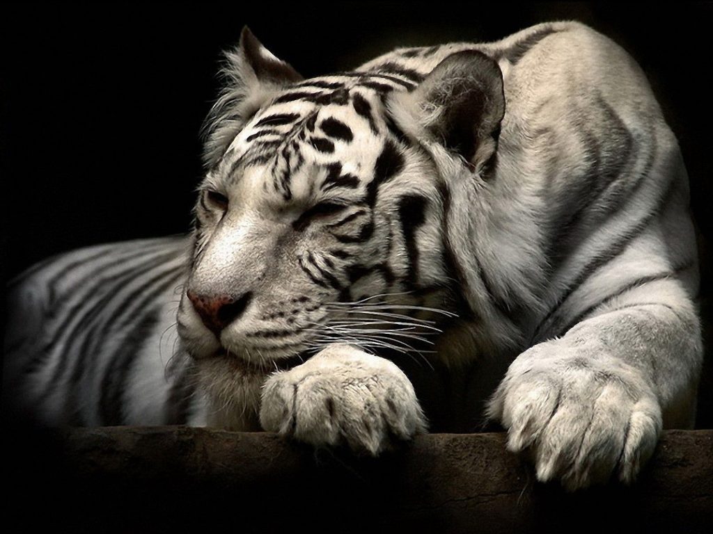 [Tuyển chọn] 100 Hình ảnh con hổ oai hùng dữ tợn cực đẹp