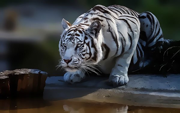 [Tuyển chọn] 100 Hình ảnh con hổ oai hùng dữ tợn cực đẹp