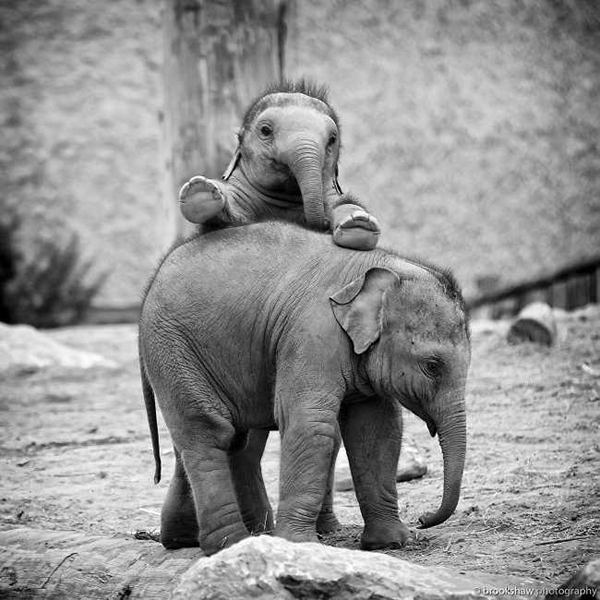[BST] 99+ Hình ảnh con voi đẹp, dễ thương cuốn hút các bé
