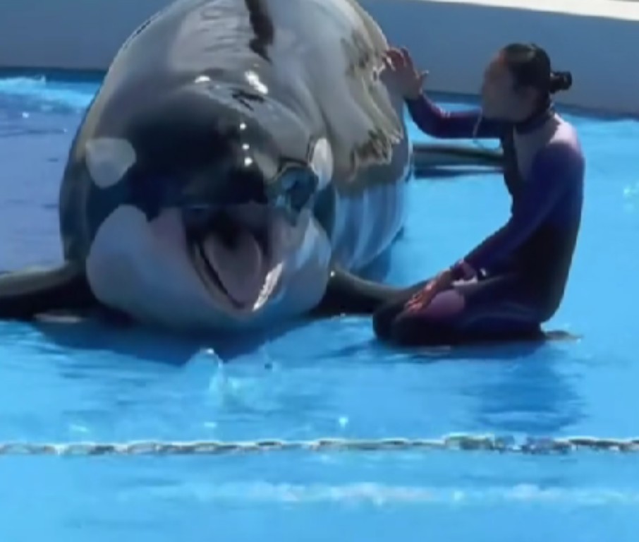 Jessica Radcliffe Orca Attack Video and Global Debate