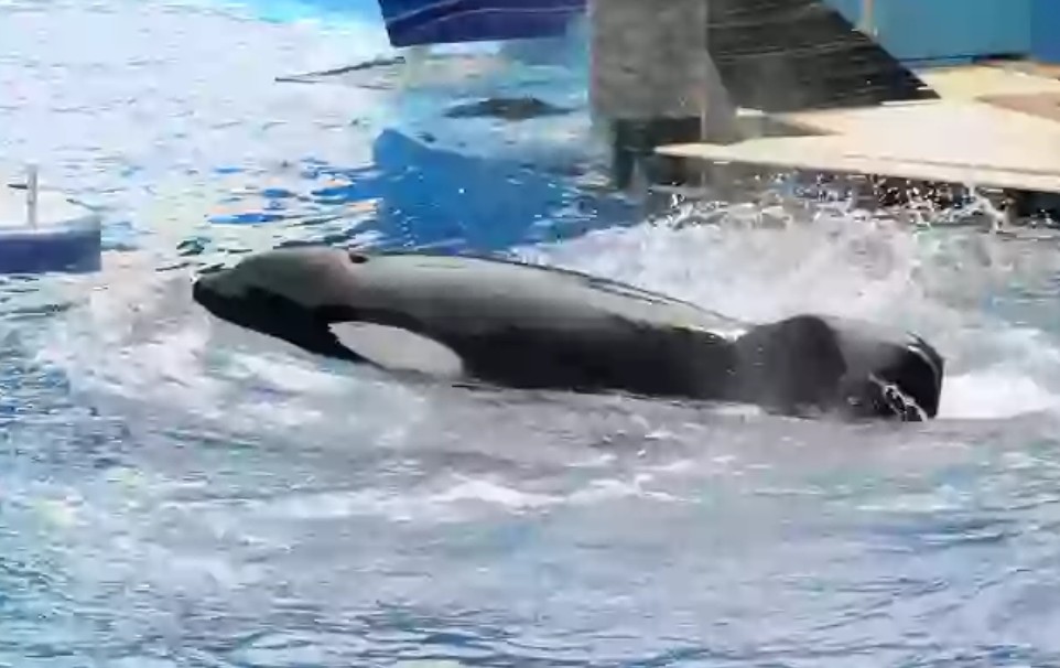 Jessica Radcliffe Orca Attack Video and Global Debate